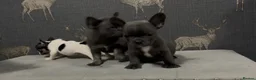 French Bulldog dogs for sale: 2 blue frenchies ready to leave on Friday  - Advert 5