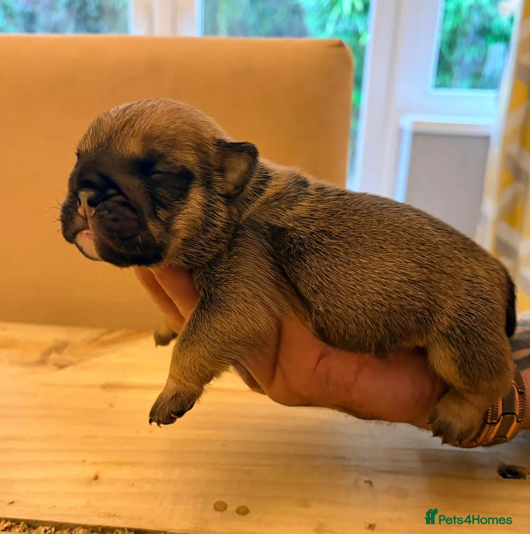 English Bulldog dogs for sale: Bulldog puppies  - Advert 6