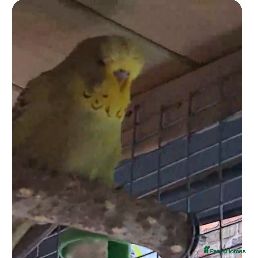 Budgerigars birds Young budgies .Dun fallow & Cinnamon - Advert 1