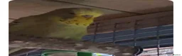 Budgerigars birds for sale: Young budgies .Dun fallow & Cinnamon - Advert 1