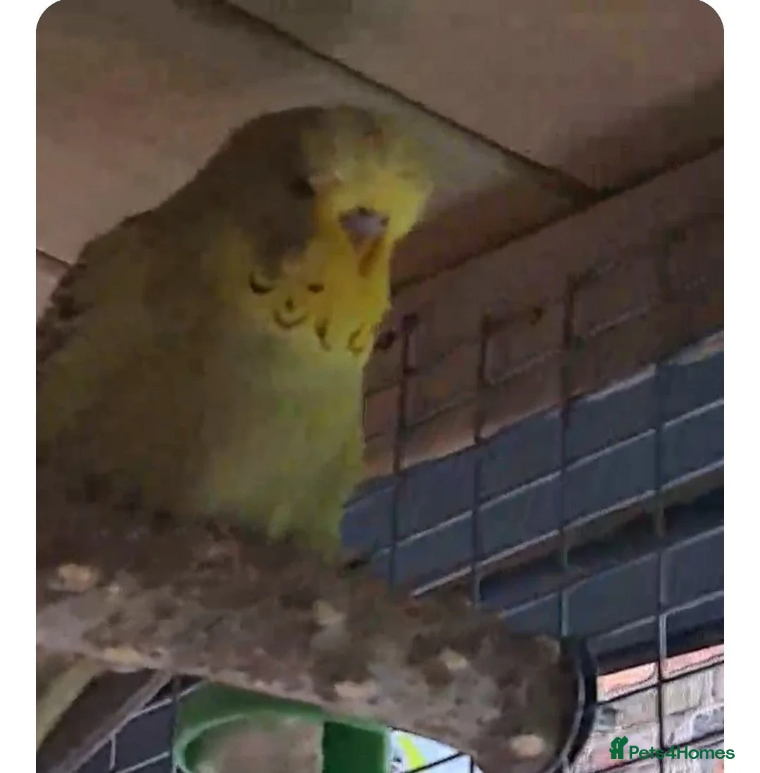 Budgerigars birds for sale: Young budgies .Dun fallow & Cinnamon - Advert 1