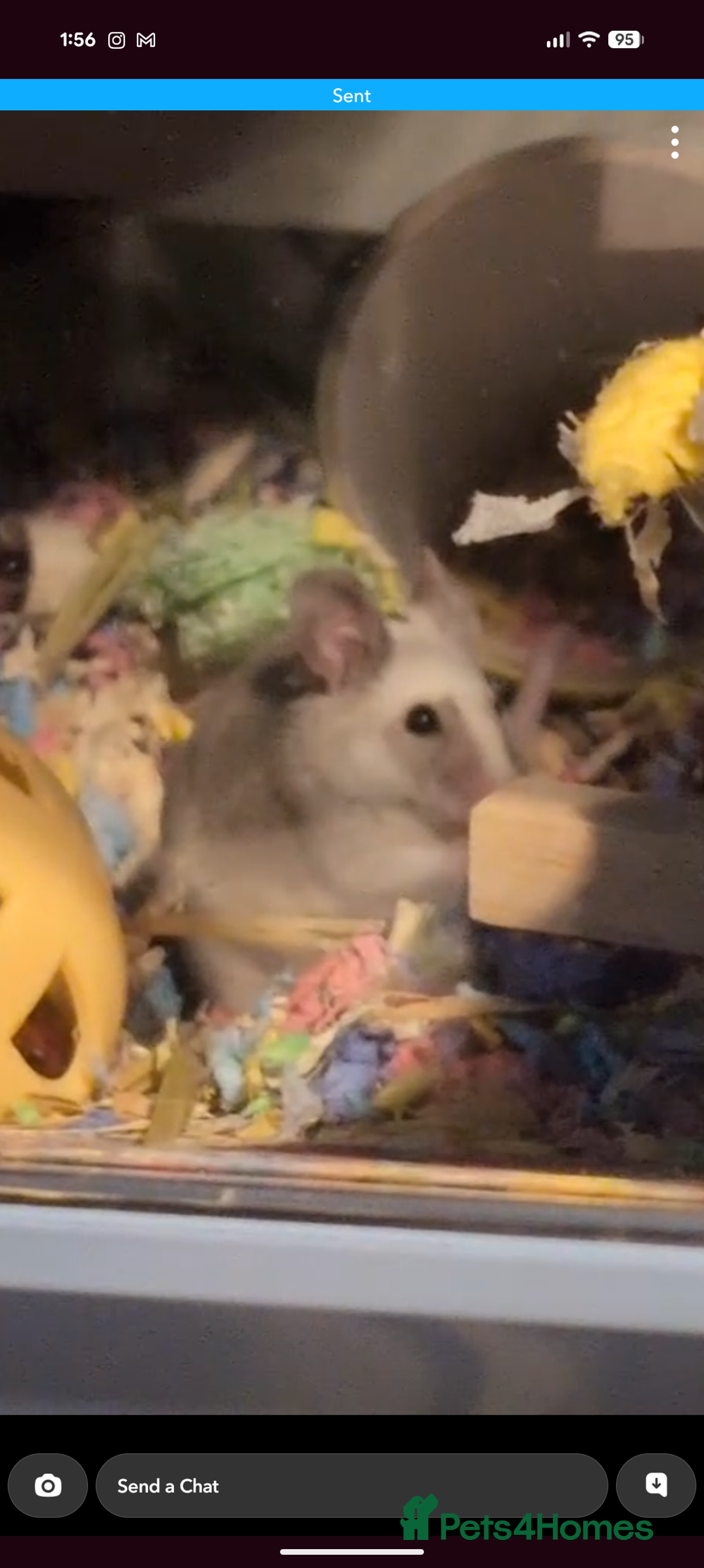 Mouse rodents for sale: 2 Male Mice For Sale - Advert 3