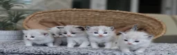 Ragdoll cats for sale: Tica Registered 💎 Ragdoll Kittens - Advert 5