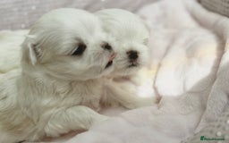 Maltese dogs for sale: Tiny Exquisite Full Korean Bambelina Maltese. - Image 6
