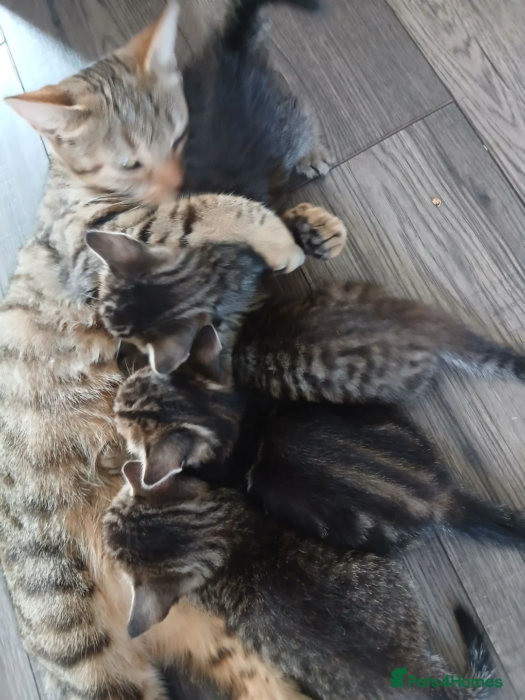 Mixed Breed cats for sale: 4 tabby kittens looking for their forever homes! - Advert 1