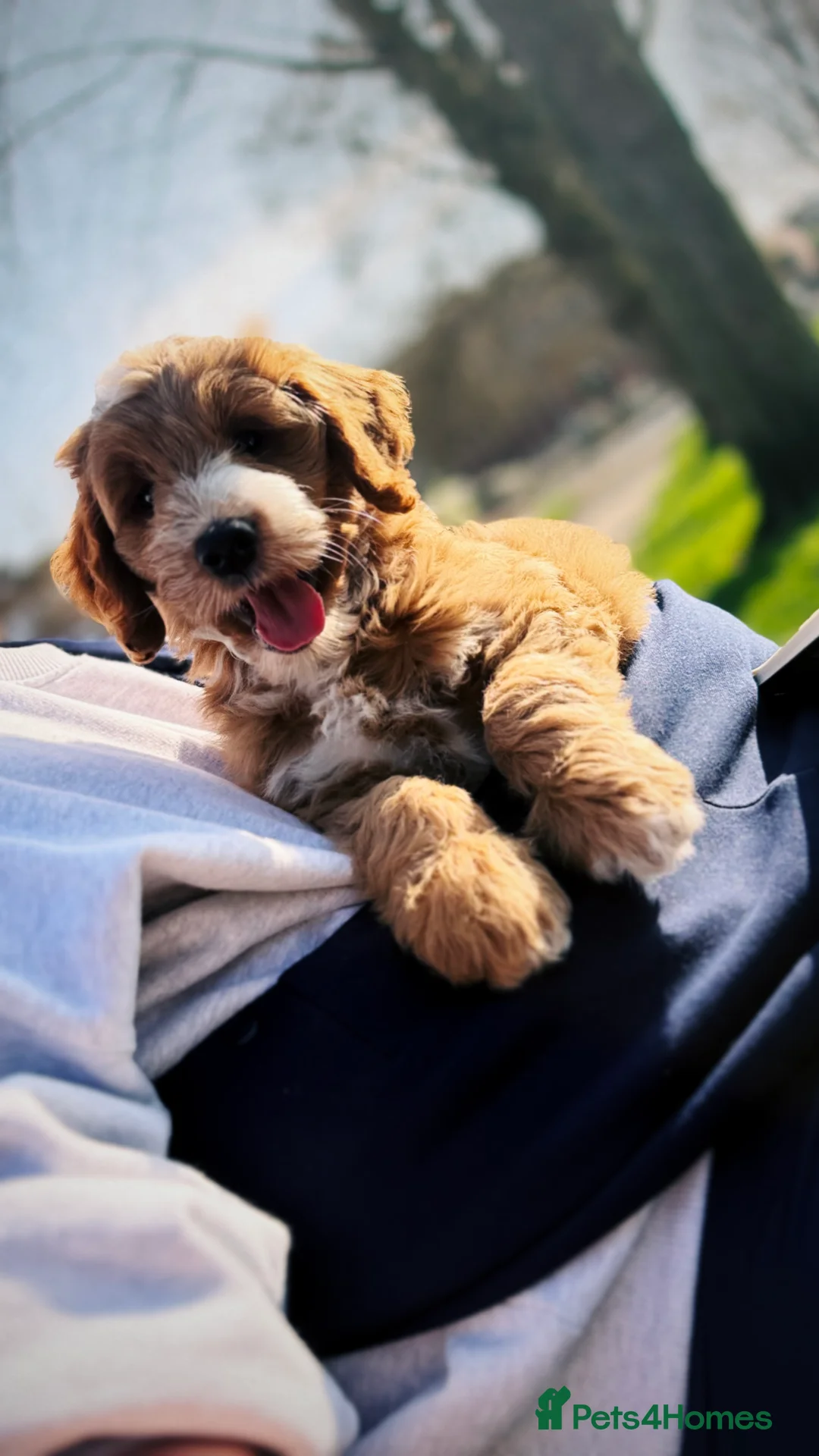 Goldendoodle dogs for sale: 12 week golden doodle in London - Advert 8