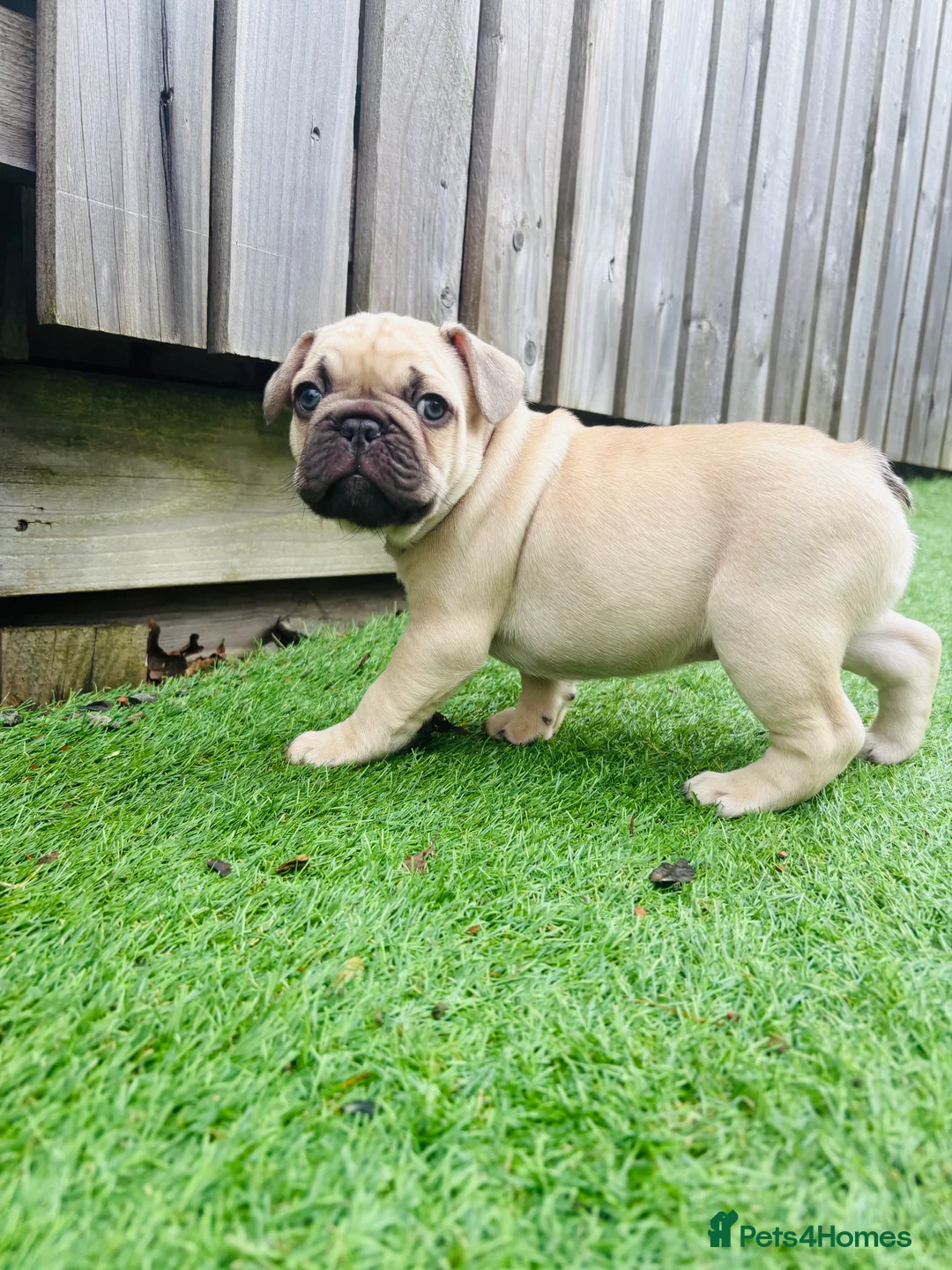 French Bulldog dogs for sale: French Bulldog Puppies - Fawn/Cream - Advert 21