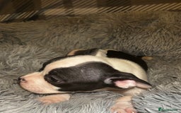 American Bully dogs for sale: perfect puppys - Image 12