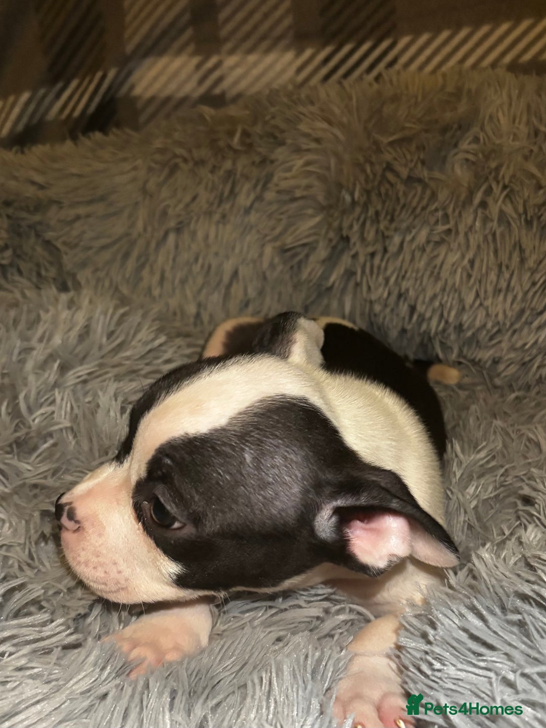 American Bully dogs for sale: perfect puppys - Image 12