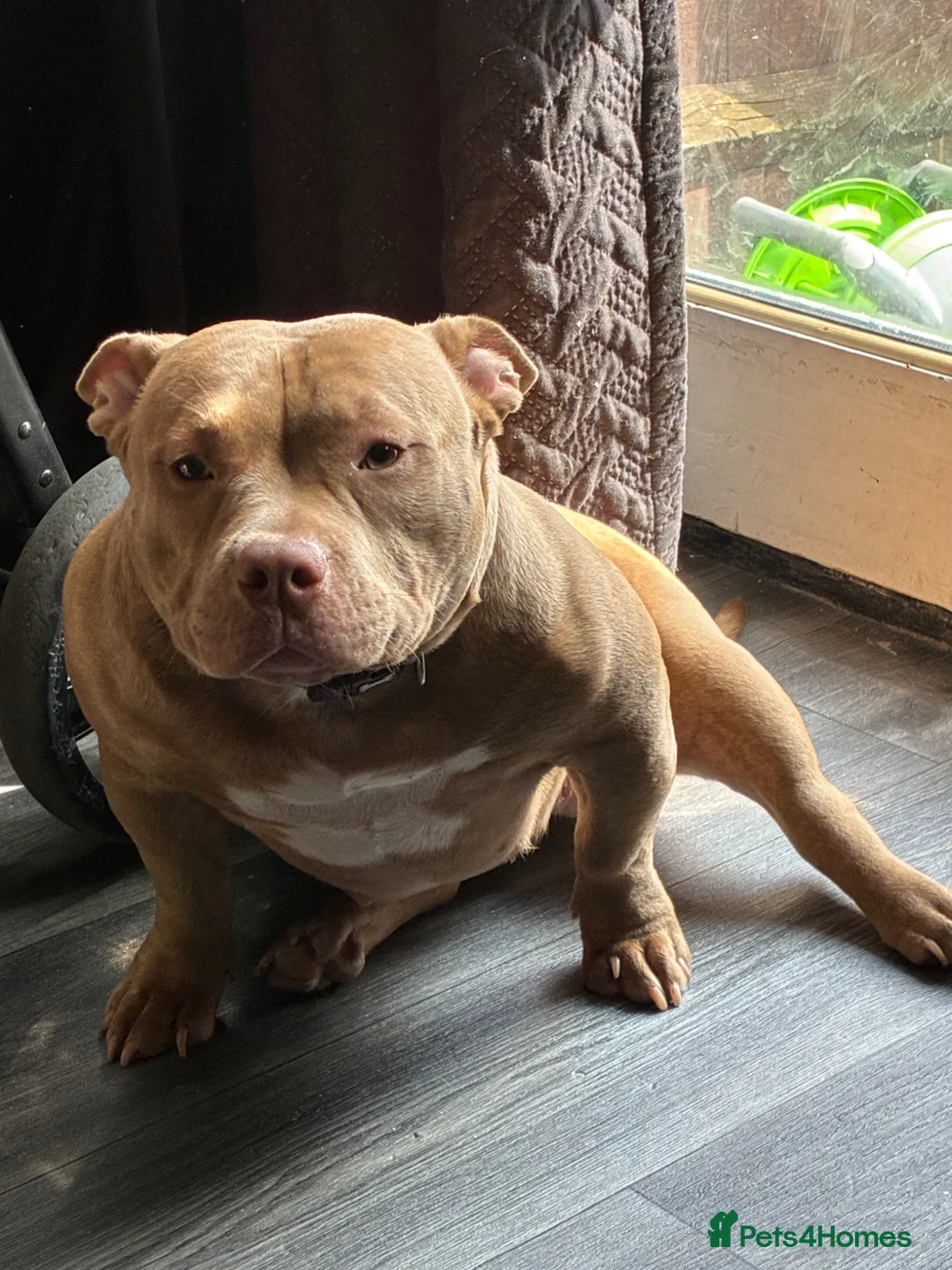 American Bully dogs for sale: Pocket bully in Aldershot - Advert 2