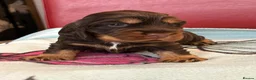 Cocker Spaniel dogs for sale: **Stunning CHOCLATE TAN Show Cocker pups** in Oldbury - Advert 12