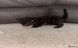 Domestic Shorthair cats for sale: Black and grey kittens - Image 7