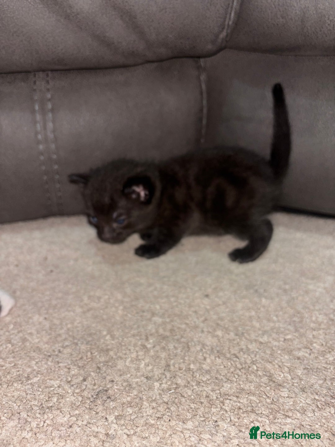 Domestic Shorthair cats for sale: Black and grey kittens - Image 7