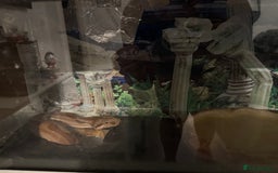 Boa Snake reptiles for sale: Boa Constrictor - Image 5