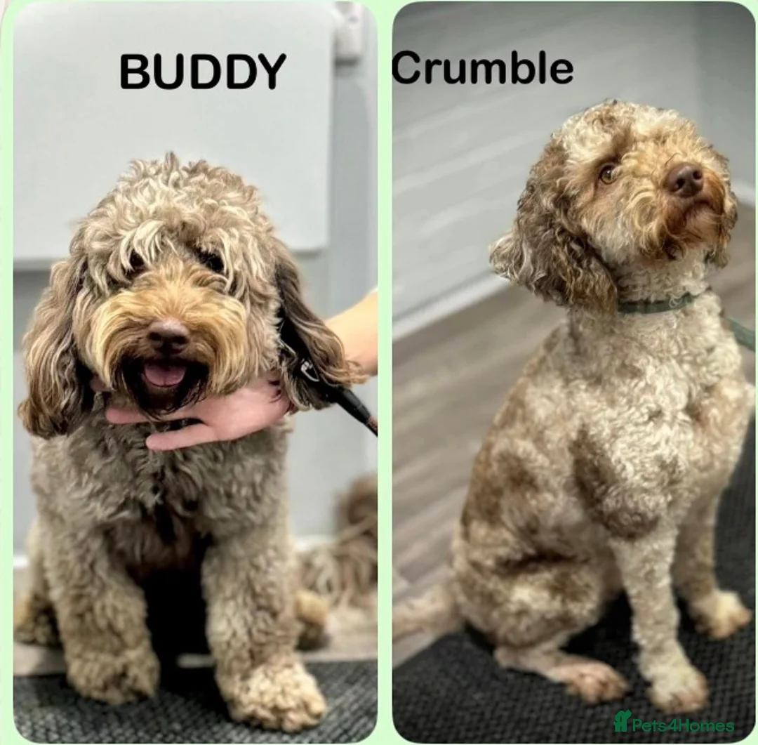 Mixed Breed dogs for sale: Cockapoo x Labradoodle Hybrid - Advert 1