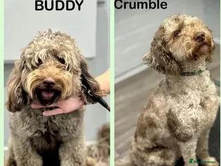 Mixed Breed dogs for sale: Cockapoo x Labradoodle Hybrid - Advert 2