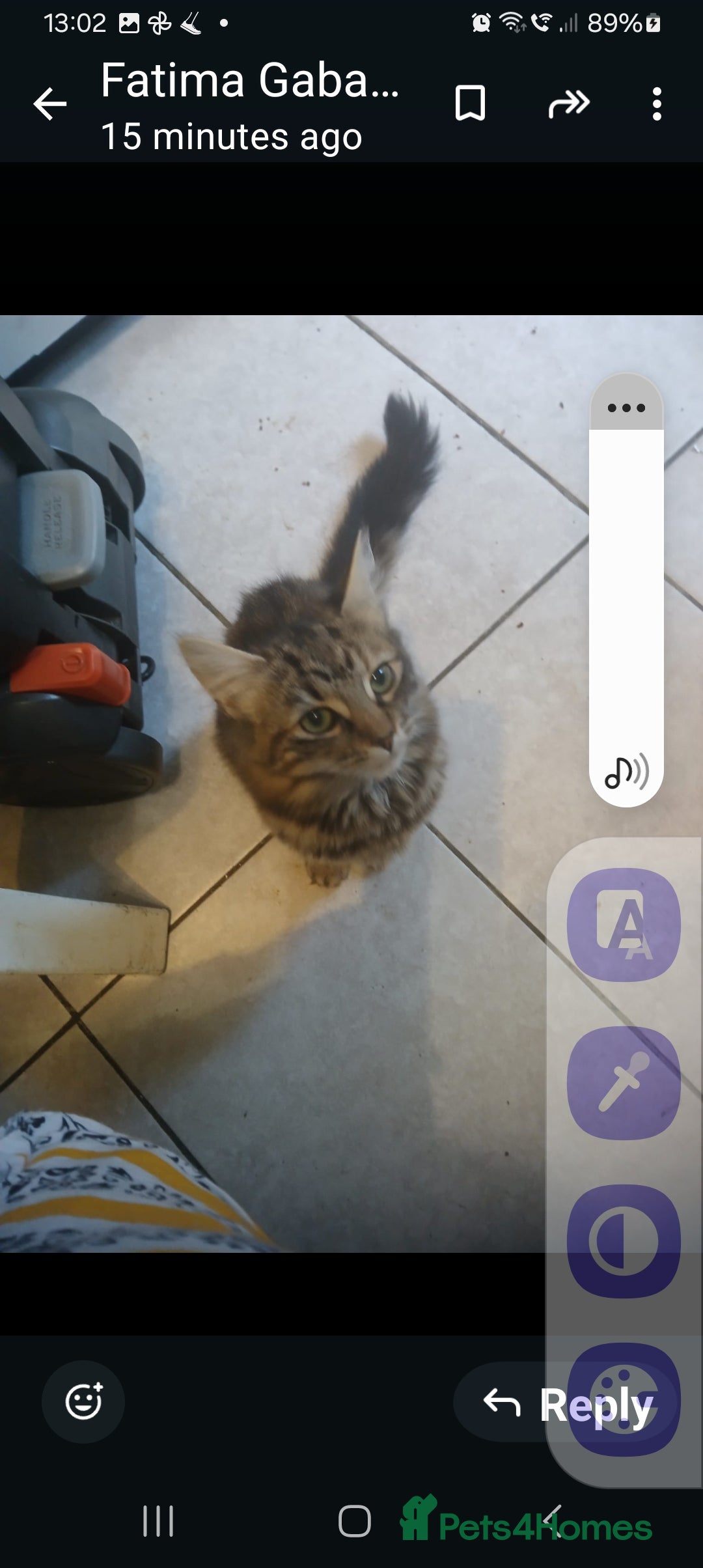Mixed Breed cats for sale: Fluffs&Sibs - Image 5