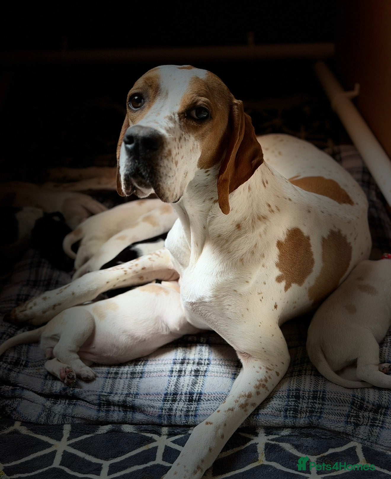Pointer dogs Stunning Pedigree Pointer pups-will steal hearts - Advert 2