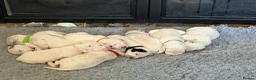 Dalmatian dogs for sale: 9 beautiful Dalmation puppies  - Advert 2
