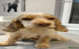 Cocker Spaniel dogs for sale: Beautiful Show type Cocker Spaniel - Image 3