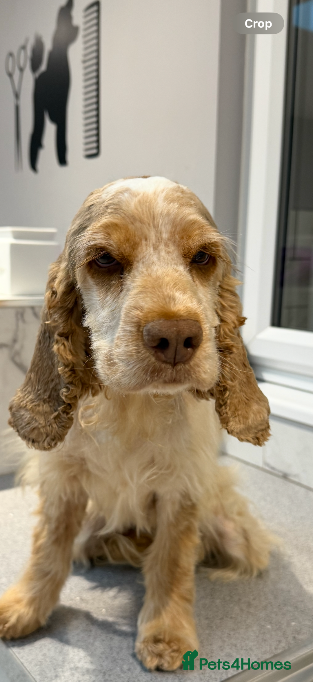 Cocker Spaniel dogs for sale: Beautiful Show type Cocker Spaniel - Image 3
