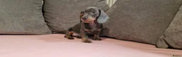 Miniature Dachshund dogs for sale: Ready to Leave  2 male 1 female in Bradford - Advert 18