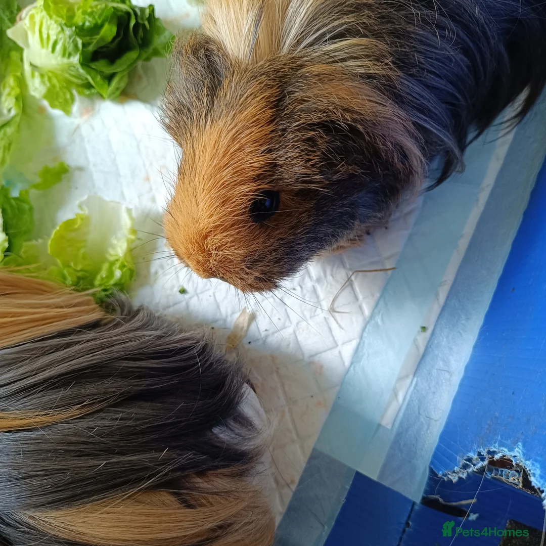 Guinea Pig rodents for sale: 3 bonded piggies - Advert 12