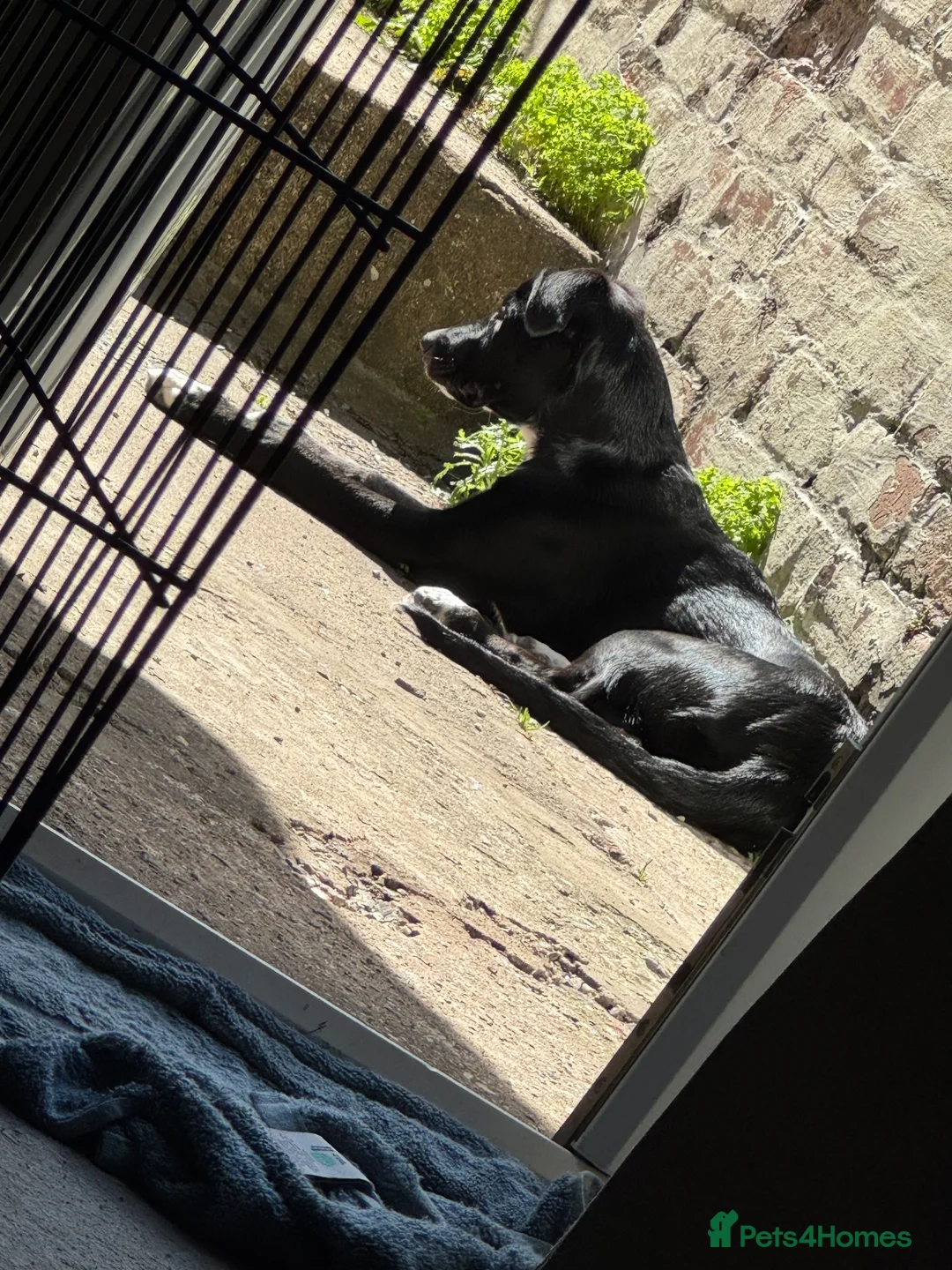 Mixed Breed dogs for sale: 5 month old puppy for sale  in Barrow-in-Furness - Advert 1