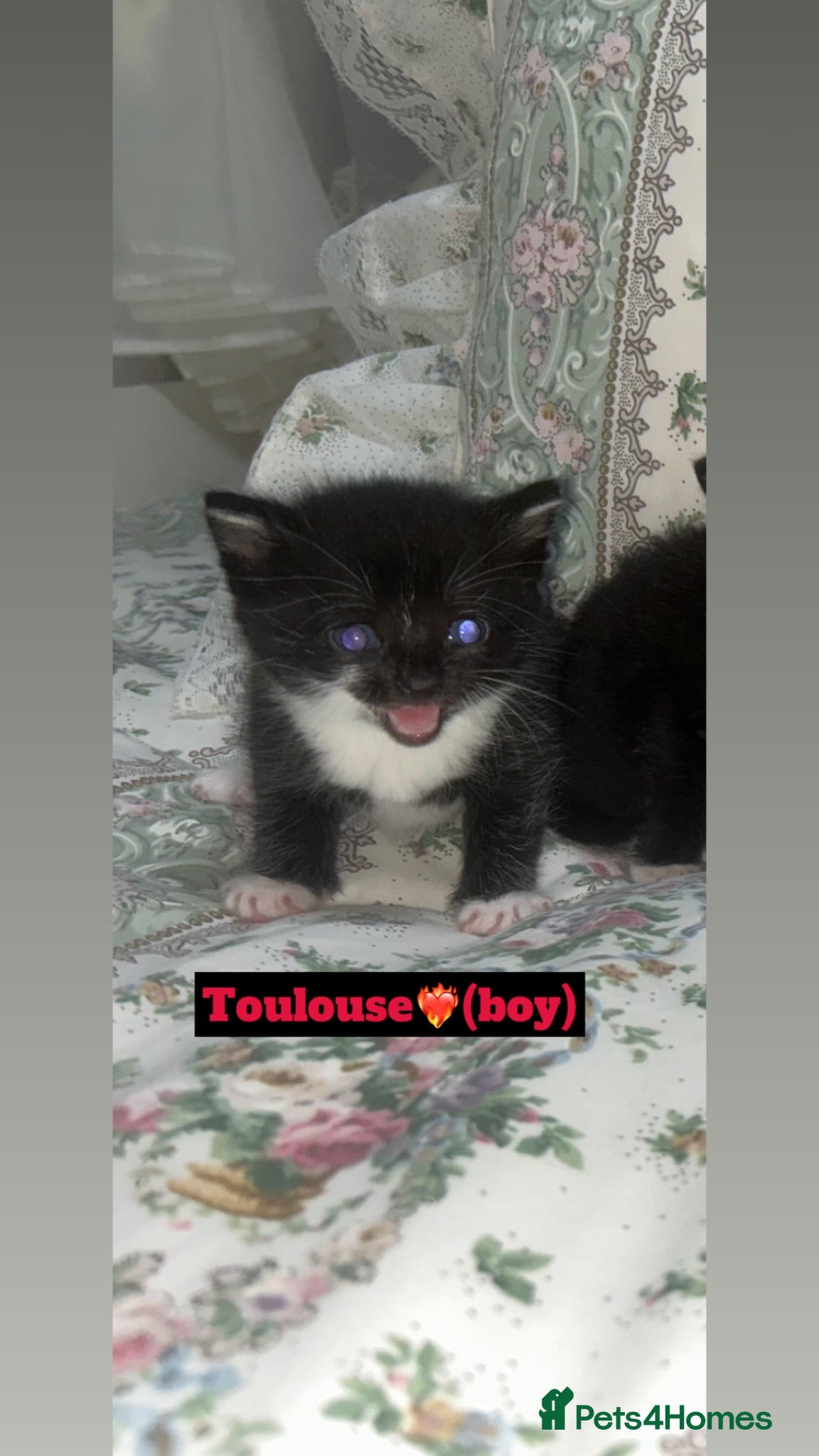 Mixed Breed cats 4 kittens looking for new homes🫶🏽 - Advert 20