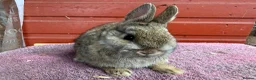 Netherland Dwarf rabbits for sale: Young Netherland Dwarfs - Advert 11