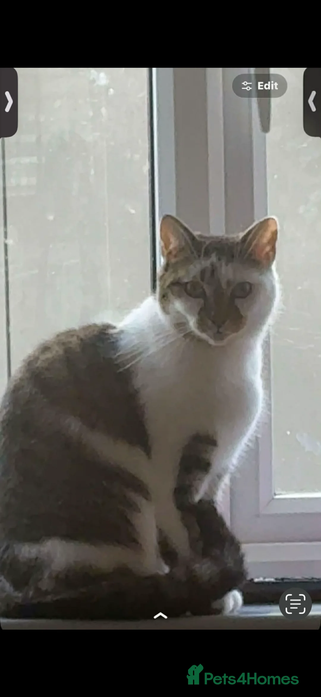 Mixed Breed cats for sale: 2 female cats looking for a home🏡  - Advert 2