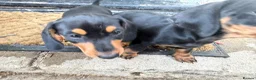 Miniature Dachshund dogs for sale: Beautiful miniature dachshund puppies - Advert 12