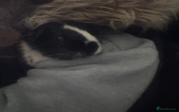 Guinea Pig rodents for sale: Male guinea pig  - Image 2