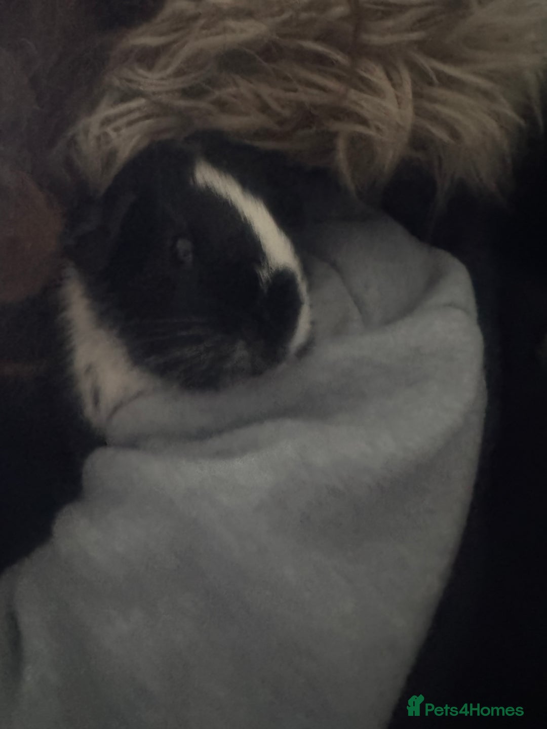 Guinea Pig rodents for sale: Male guinea pig  - Image 2