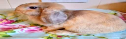 Mini Lop rabbits for sale: Pedigree Mini Lops in Tamworth - Advert 3