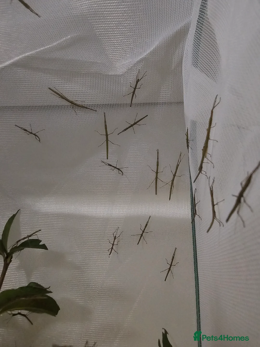 Stick Insects invertebrates for sale: Indian Stick Insects - Advert 6