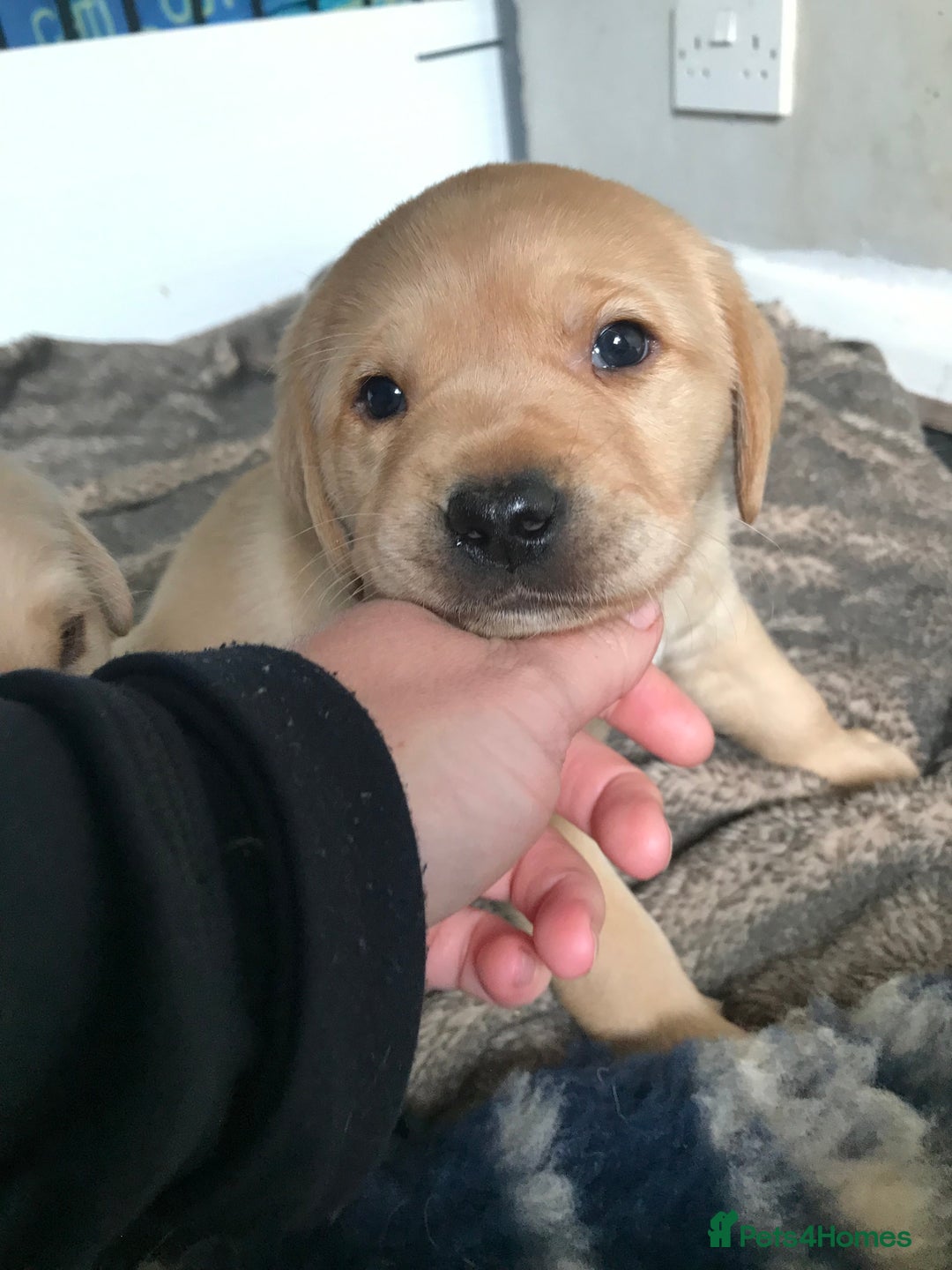 Labrador Retriever dogs for sale: Chunky KC Registered Labrador puppies - Image 12