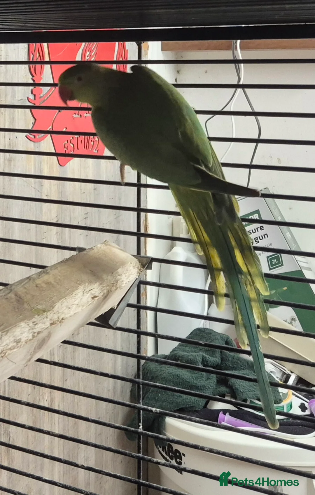 Mixed Breed birds for sale: Cage n aviary birds  - Advert 16