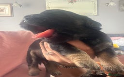 Mixed Breed dogs for sale: Beautiful dachshund/jug x terrier - Image 28