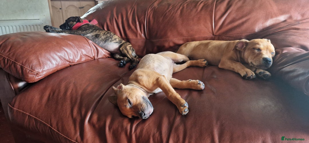 Staffordshire Bull Terrier dogs for sale: Staffordshire bull terrier pups - Image 16