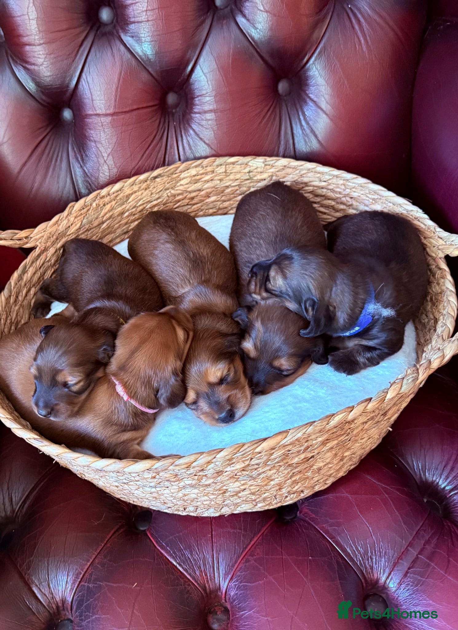 Miniature Dachshund dogs Show class mini longhair pups from Crufts winner  - Advert 2
