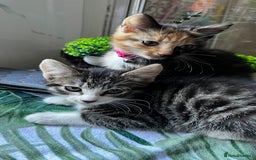Bengal cats for sale: 2Beautiful kittens Left - Image 3