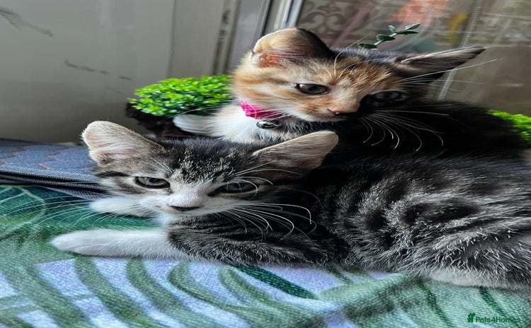 Bengal cats - Advert 1