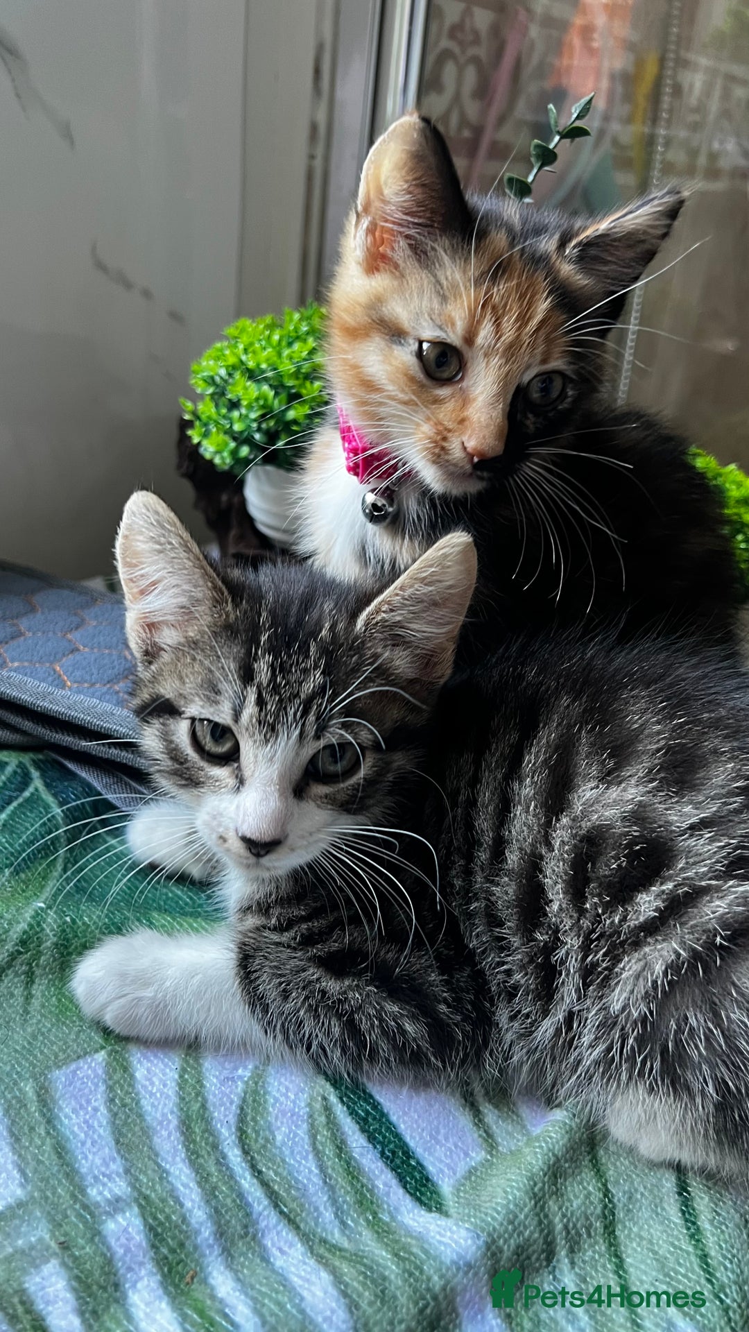 Bengal cats for sale: 2Beautiful kittens Left - Image 3