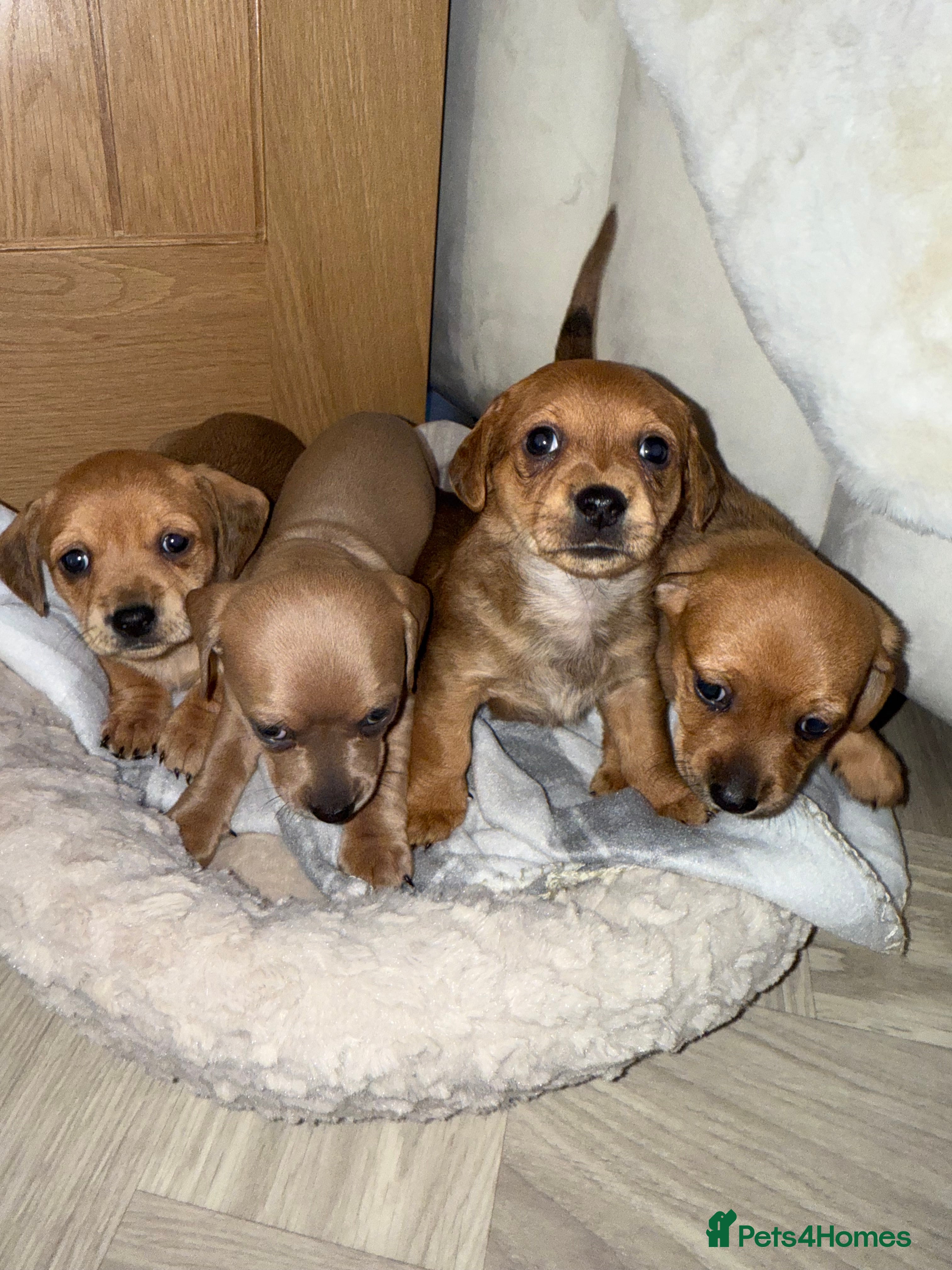 Chiweenie dogs Beautiful Chiweenie Pups For Sale - Advert 1