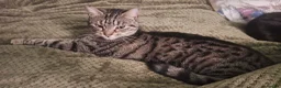 Domestic Shorthair cats for sale: Playful spotted tabby neutered, chipped vaccinated - Advert 8