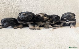 German Shepherd dogs for sale: 💛 German Shepherd Puppies – Full Pedigree Parents - Image 10