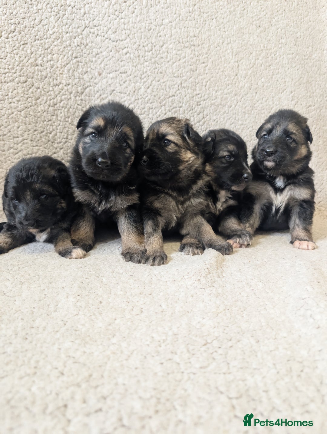 German Shepherd dogs for sale: 💛 German Shepherd Puppies – Full Pedigree Parents - Image 10