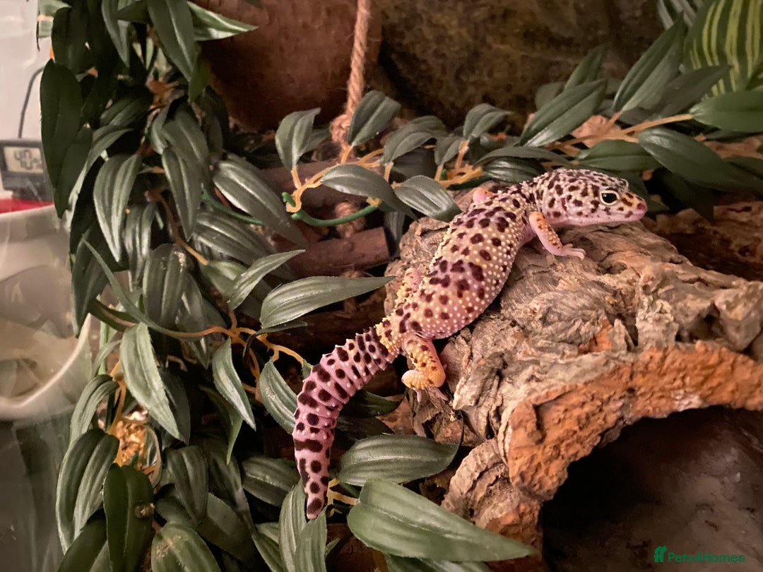 Leopard Gecko reptiles for sale: Leopard Gecko with full set up - Advert 4