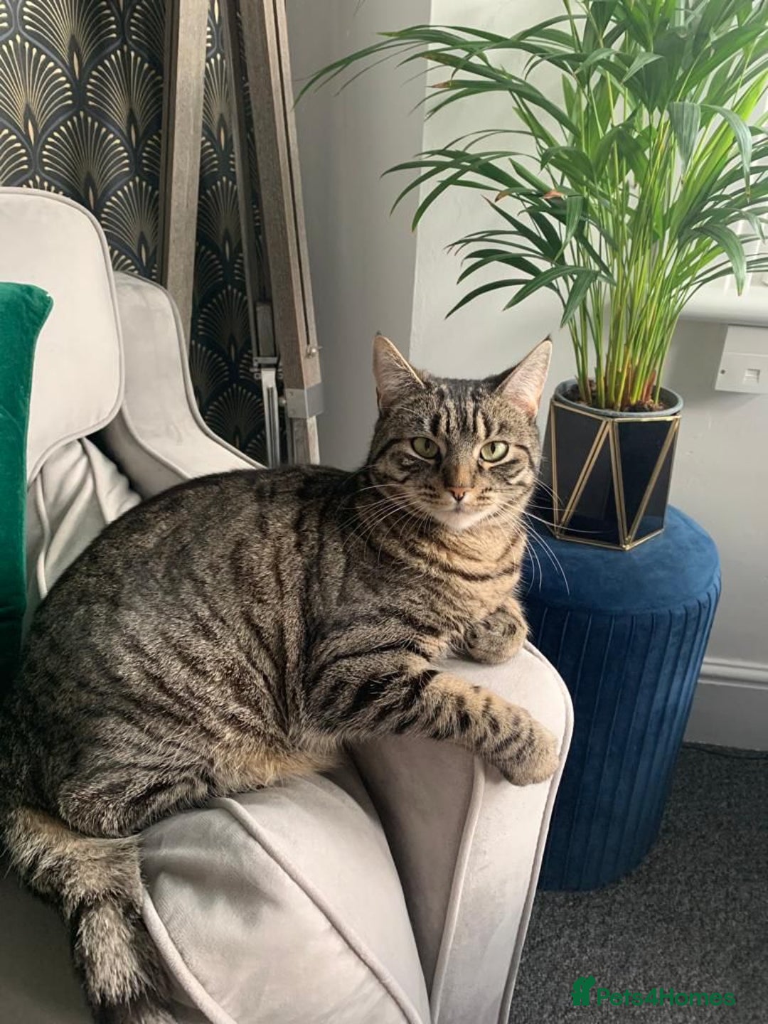 Domestic Shorthair cats for sale: Lola looking for new home  - Image 2